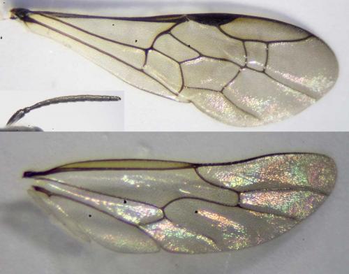 Réf. 232 621 : Pemphredon lethifer
