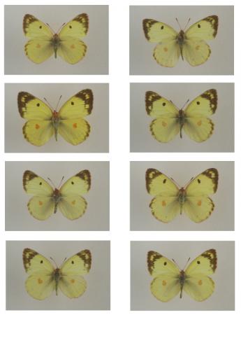 Réf. 232 789 : Colias alfacariensis