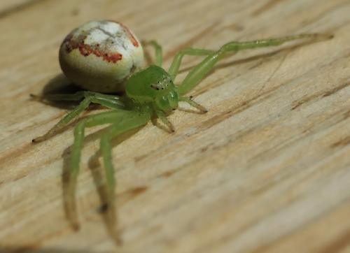 Réf. 232 102 : Ebrechtella tricuspidata