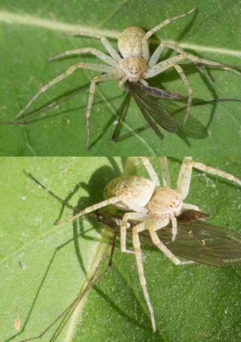 Philodromus sp.