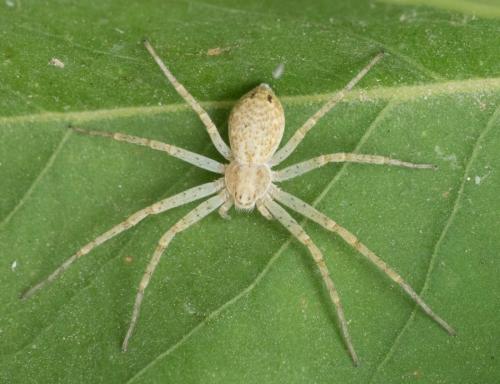 Philodromus sp.