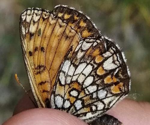 Réf. 232 928 : Melitaea athalia athalia