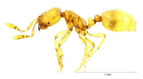 Réf. 232 527 : Solenopsis sp.