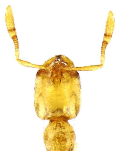 Réf. 232 528 : Solenopsis sp.