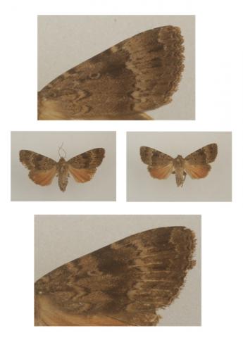 Réf. 232 801 : Amphipyra sp.