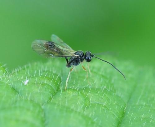 Cryptinae