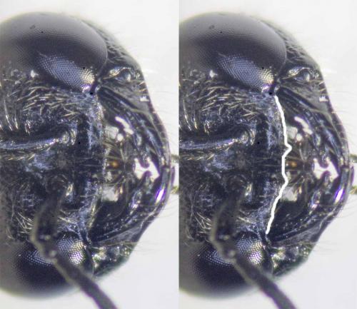 Réf. 232 623 : Pemphredon lethifer