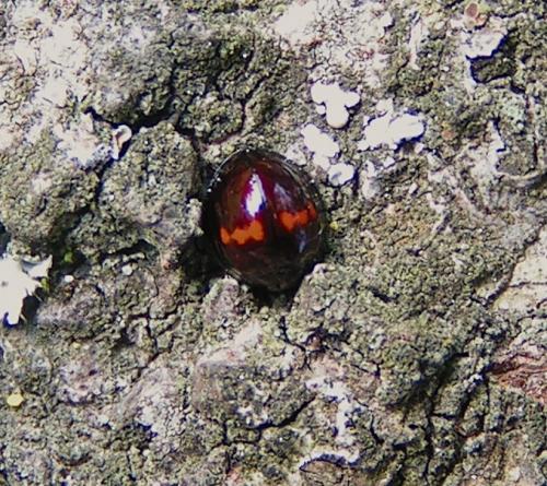 Chilocorus bipustulatus