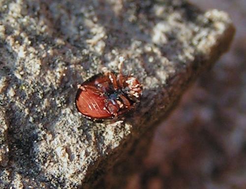 Chilocorus bipustulatus