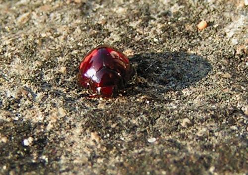 Chilocorus bipustulatus