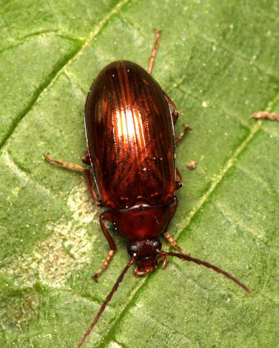 Réf. 232 624 : Gonodera luperus
