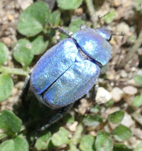 Réf. 232 225 : Hoplia coerulea