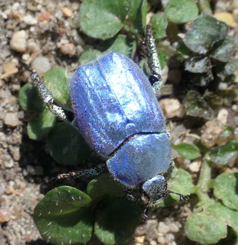 Réf. 232 224 : Hoplia coerulea
