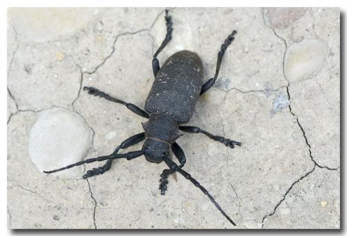Réf. 232 251 : Lamia textor