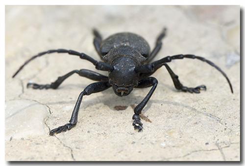 Réf. 232 252 : Lamia textor