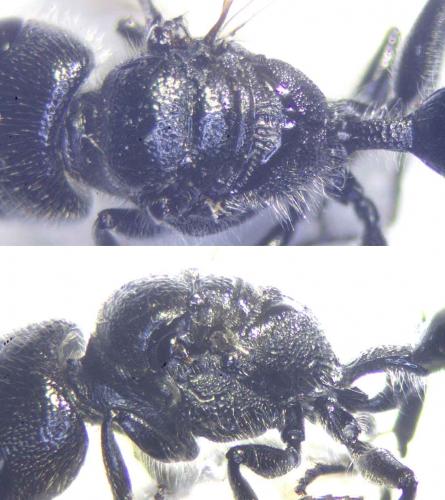 Réf. 232 622 : Pemphredon lethifer