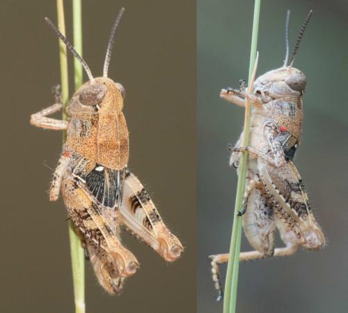 Calliptamus sp.