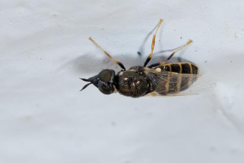 Nemotelus sp.
