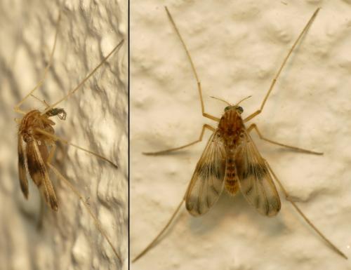Zavrelimyia barbatipes