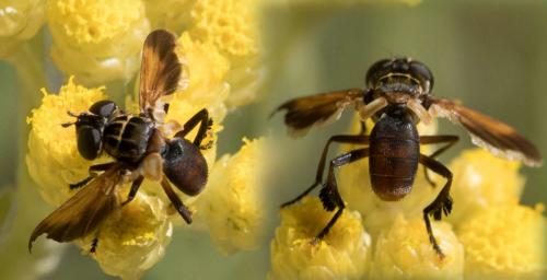 Trichopoda pictipennis