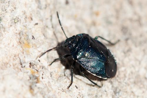 Eurydema cyanea
