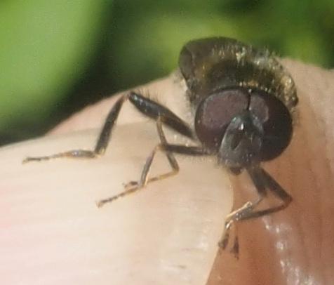 Pipiza lugubris