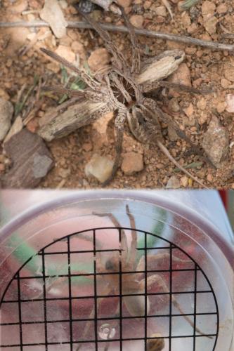 Réf. 232 470 : Hogna radiata