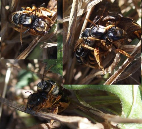 Halictus rufipes