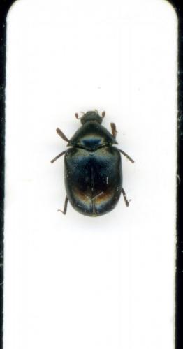 Réf. 232 506 : Orphilus niger