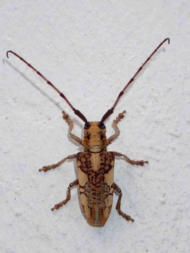 Cremnosterna carissima