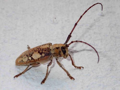 Réf. 232 994 : Cremnosterna carissima