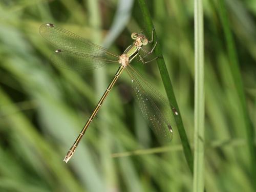 Réf. 232 728 : Lestes barbarus