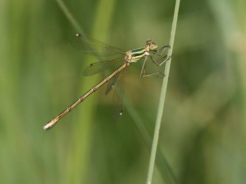 Réf. 232 729 : Lestes barbarus