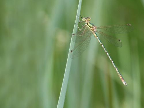 Réf. 232 730 : Lestes barbarus