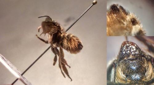 Réf. 232 194 : Megachile melanopyga