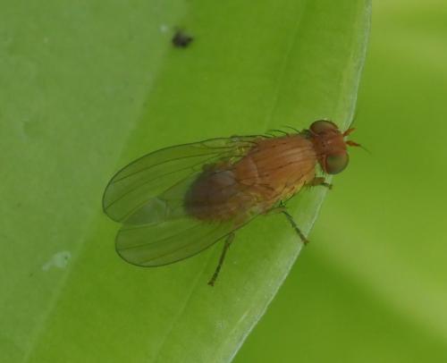 Sapromyzosoma quadricincta