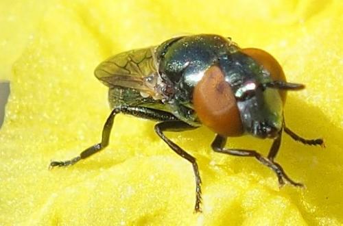 Réf. 232 467 : Orthonevra sp.