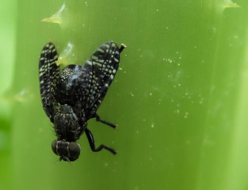 Platystoma seminationis
