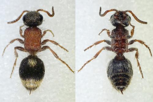 Réf. 232 837 : Smicromyrmini inconnu