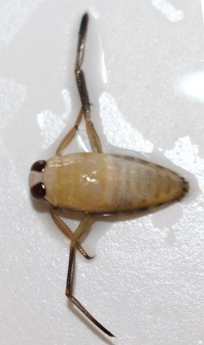 Réf. 232 929 : Notonecta sp.