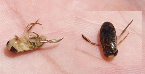 Réf. 232 337 : Corixa punctata
