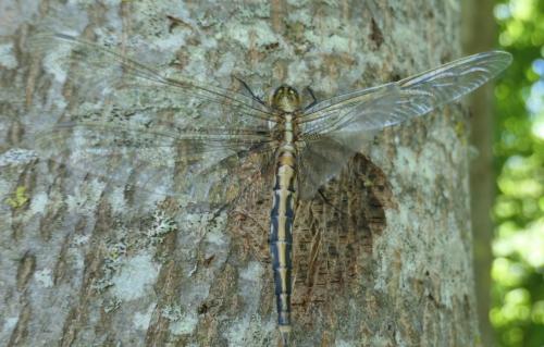 Orthetrum albistylum