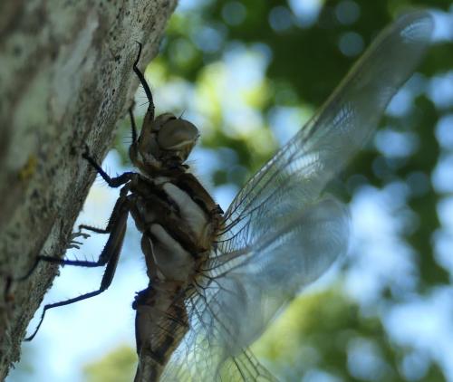Réf. 232 357 : Orthetrum albistylum