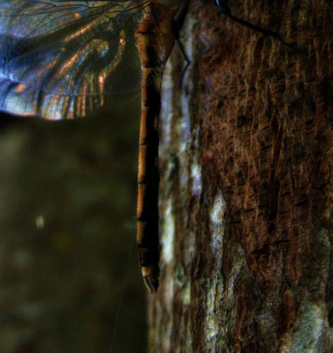 Orthetrum albistylum
