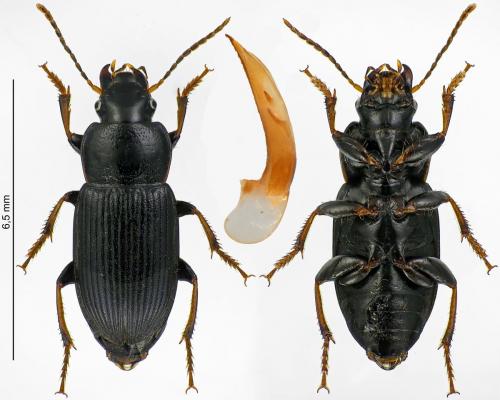 Réf. 232 452 : Semiophonus signaticornis