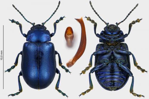 Réf. 232 771 : Oreina speciosa