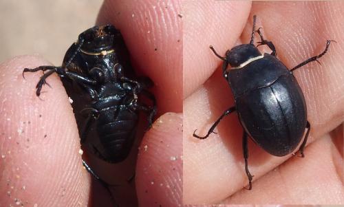 Réf. 232 339 : Erodius sp.