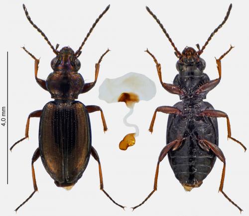 Bembidion properans