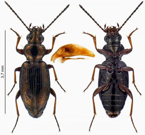 Bembidion properans