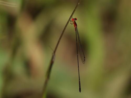 Protoneura romanae